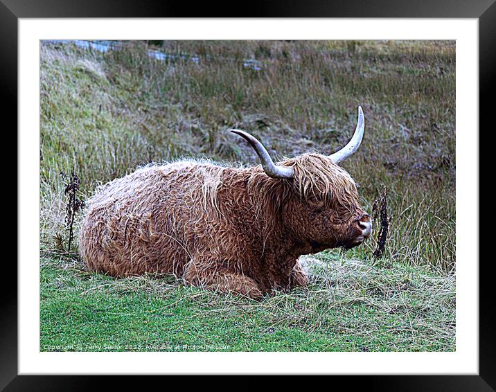 Highland Cattle from the Isle of Skye Framed Mounted Print by Terry Senior