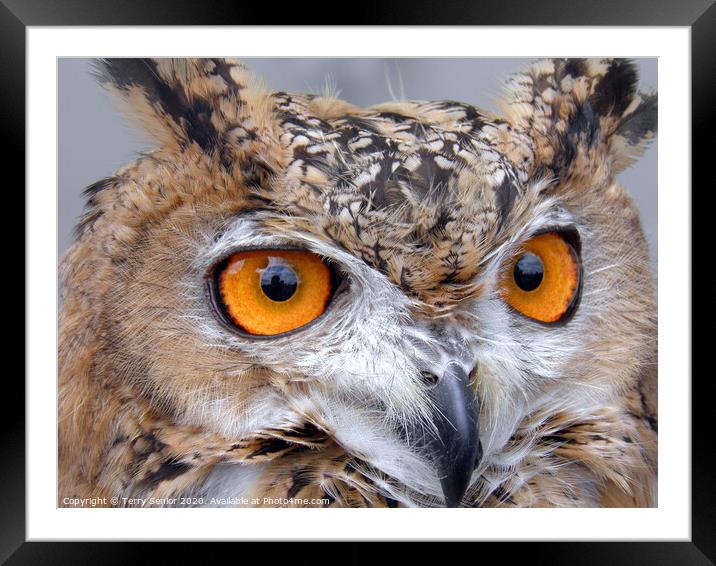 Egyptian Eagle Owl (Bubo ascalaphus) Framed Mounted Print by Terry Senior
