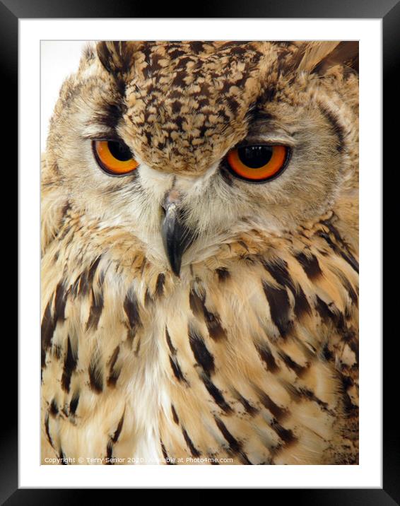 Egyptian Eagle Owl (Bubo ascalaphus) Framed Mounted Print by Terry Senior