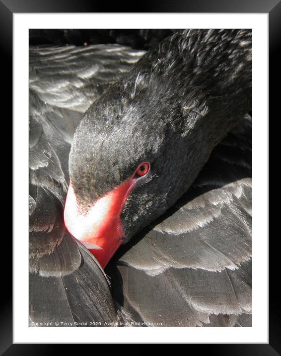 Black Swan The Friars, Aylesford, Kent Framed Mounted Print by Terry Senior