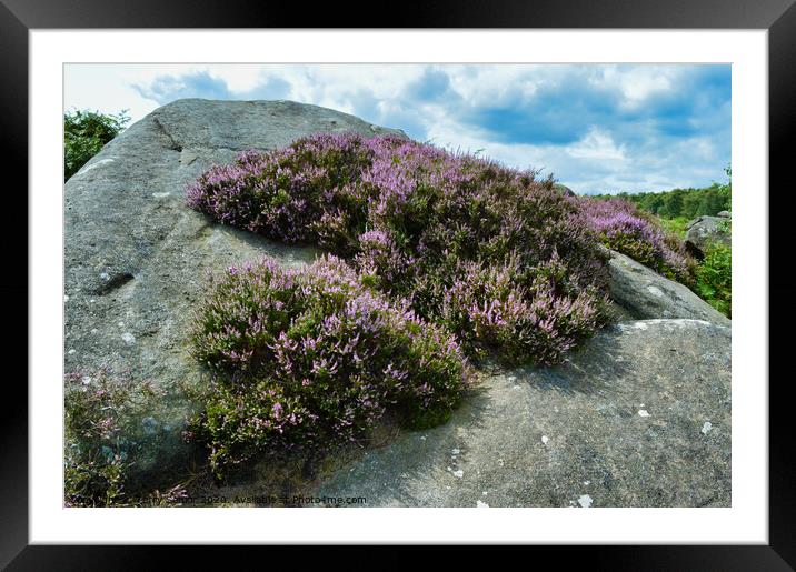 A Surprise View of Heather in the Derbyshire Peak District Framed Mounted Print by Terry Senior