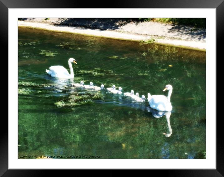 A family of Mute Swans in Regents Park London in HDR Framed Mounted Print by Terry Senior