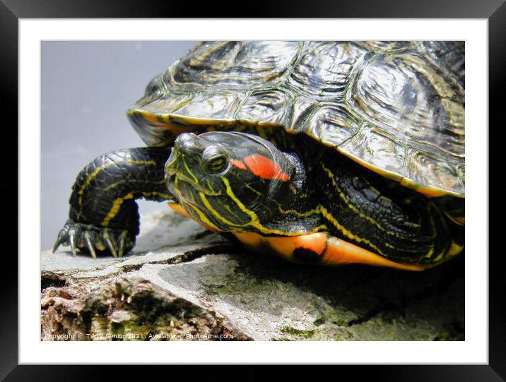 A Red Earred Terrapin a beautifully coloured repti Framed Mounted Print by Terry Senior