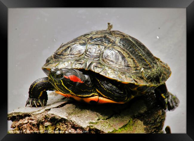 A Red Earred Terrapin a beautifully coloured repti Framed Print by Terry Senior