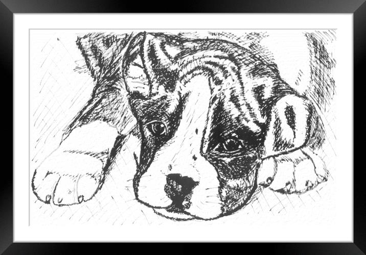 Boxer Pup Drawing in Black Ink Framed Mounted Print by Terry Senior