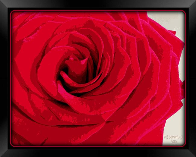 Redder Rose Framed Print by samantha bartlett