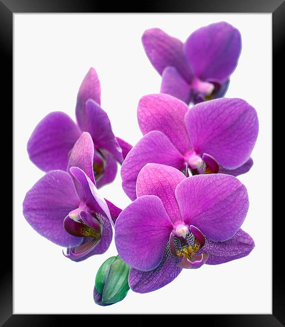 Orchid Flower Framed Print by Mike Routley