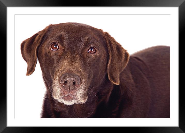 Chocolate Labrador Portrait Framed Mounted Print by Paul Macro