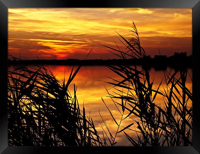 Sunset Through the Reeds Framed Print by Paul Macro