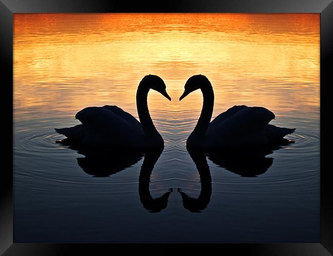 Swan Heart Framed Print by Paul Macro