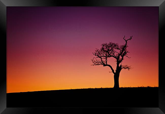 Single Tree Silouette at Sunset Framed Print by Paul Macro