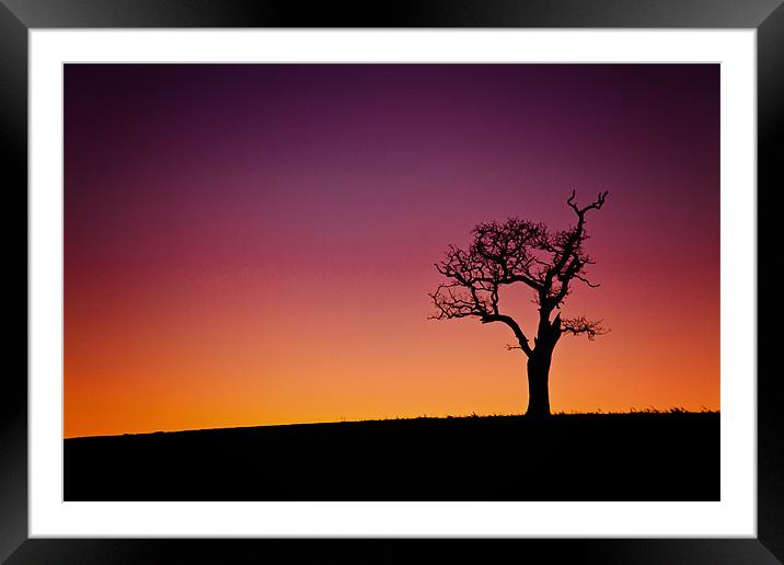 Single Tree Silouette at Sunset Framed Mounted Print by Paul Macro