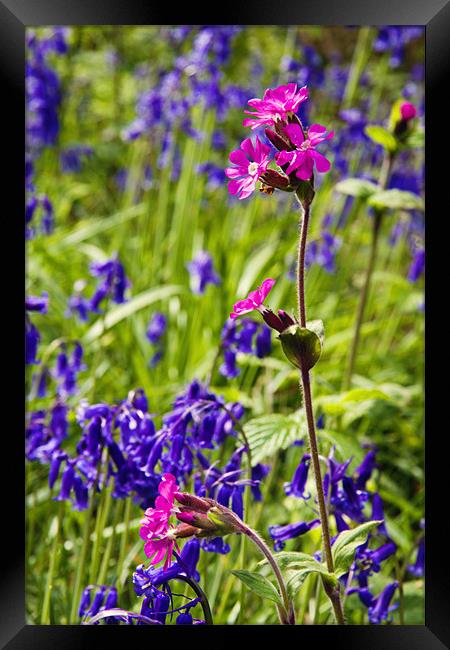 Red Campion Amongst the Bluebells Framed Print by Paul Macro