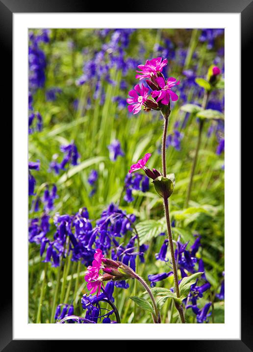Red Campion Amongst the Bluebells Framed Mounted Print by Paul Macro