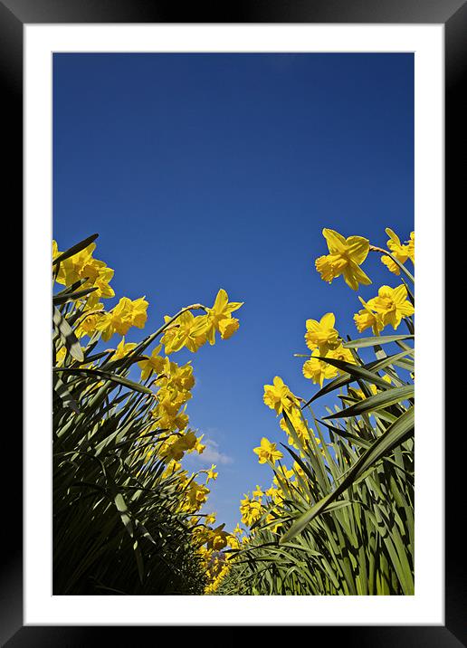 Daffodils a worms eye view Framed Mounted Print by Paul Macro