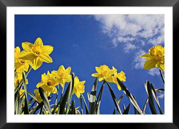 Daffodils a Worms Eye View Framed Mounted Print by Paul Macro