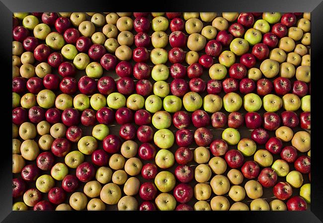 Union Jack of Apples Framed Print by Paul Macro