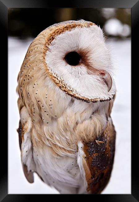 Barn Owl in the Snow Framed Print by Paul Macro