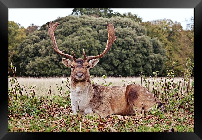 Resting Fallow Buck Deer Framed Print by Paul Macro