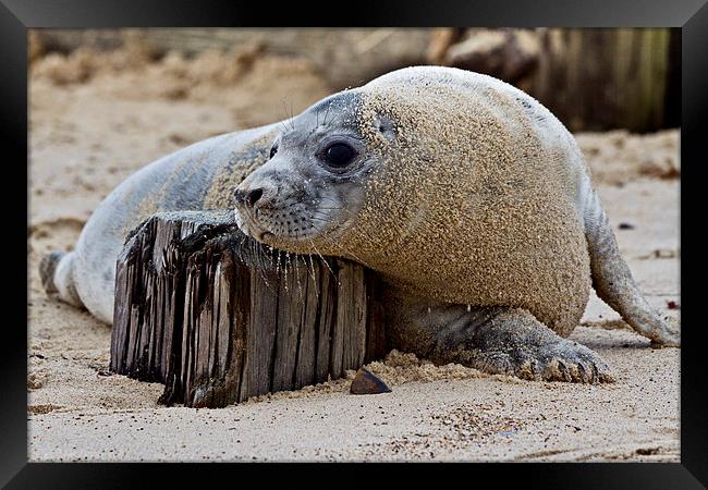 Seal Pup Chilling Framed Print by Paul Macro