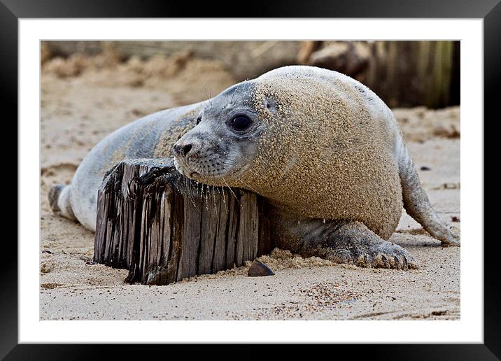 Seal Pup Chilling Framed Mounted Print by Paul Macro