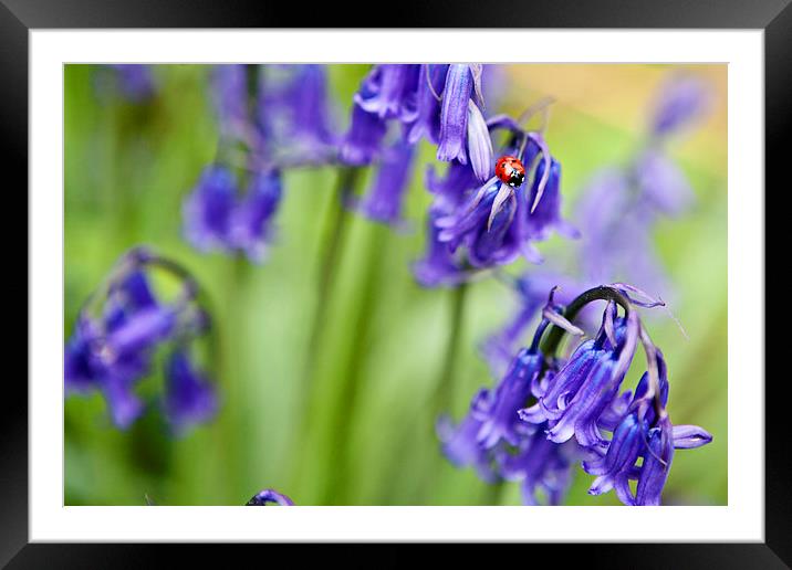 Ladybird and Bluebells Framed Mounted Print by Paul Macro