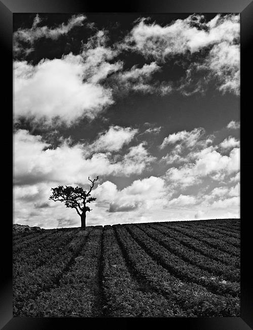 Isolated tree in field with moody sky Framed Print by Paul Macro