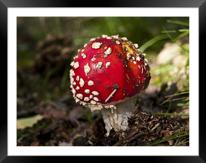 Fly Agaric Framed Mounted Print by Paul Macro