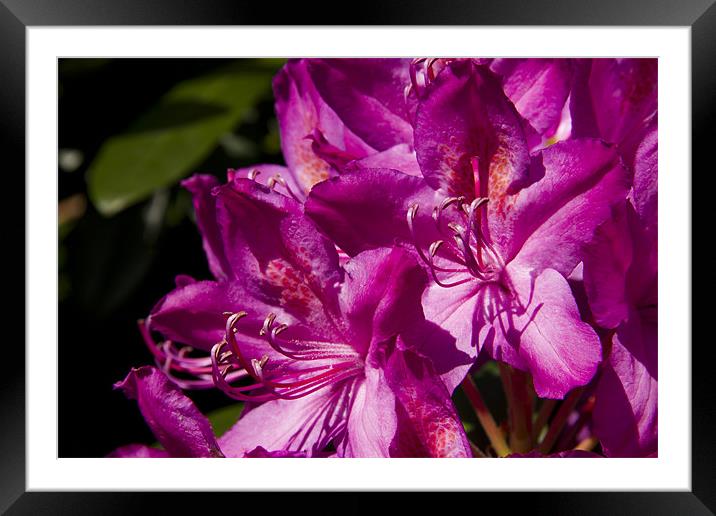 In the Pink Rhododendron Framed Mounted Print by Paul Macro