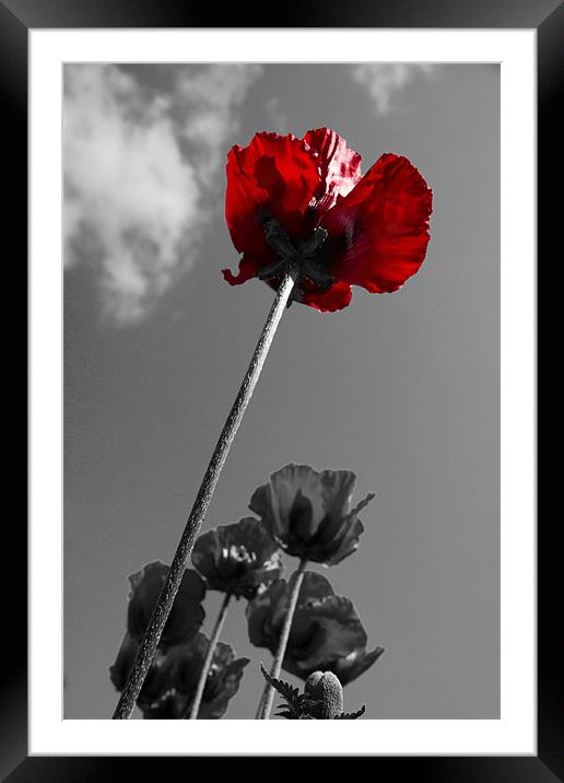 Wild Poppy Worms Eye View Colour Popping Framed Mounted Print by Paul Macro