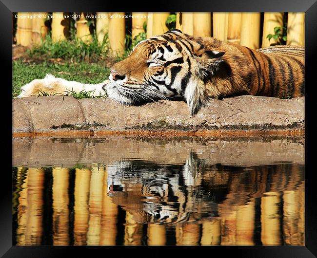 Tiger,tiger Framed Print by Chris Turner