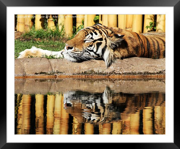 Tiger,tiger Framed Mounted Print by Chris Turner