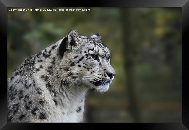 Snow leopard (Uncia uncia or Panthera uncia) Framed Print by Chris Turner