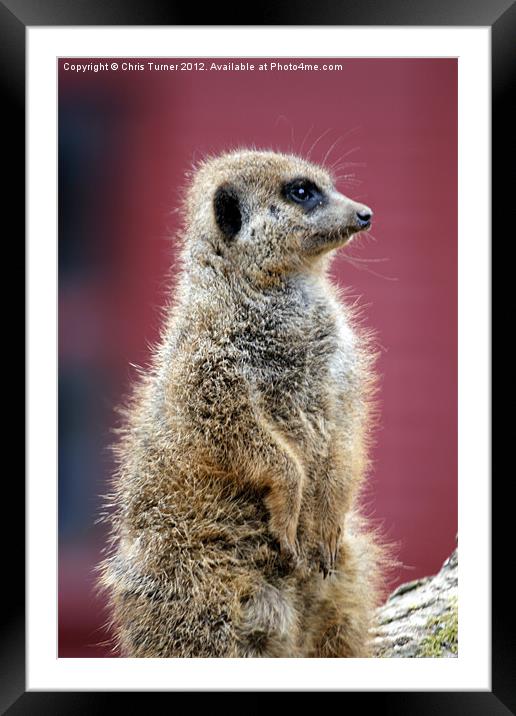 Meerkat or suricate (Suricata suricatta) Framed Mounted Print by Chris Turner