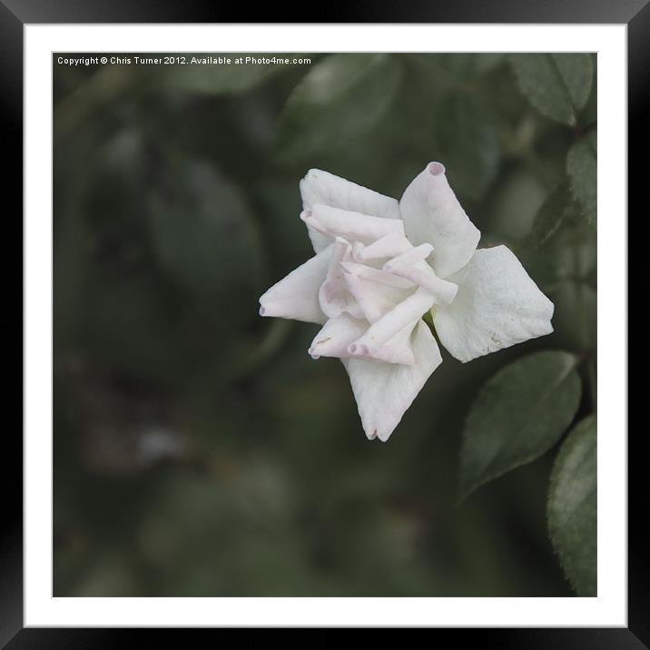 White Flower Framed Mounted Print by Chris Turner
