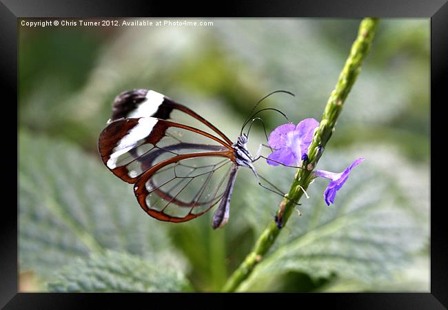 Glasswinged Butterfly Framed Print by Chris Turner