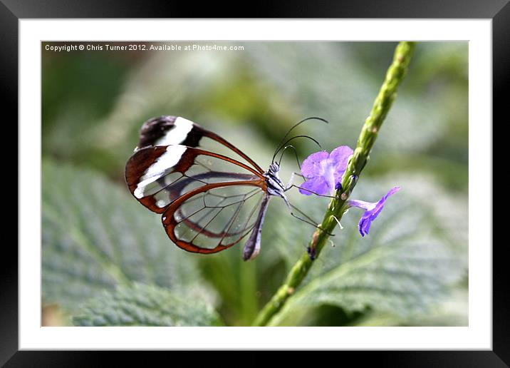 Glasswinged Butterfly Framed Mounted Print by Chris Turner