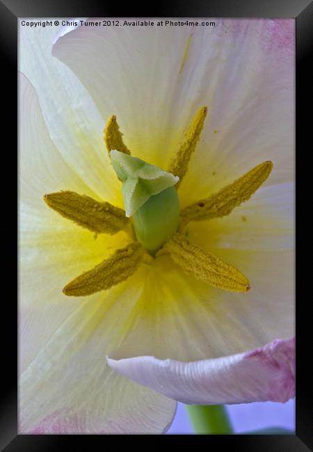 Tulip stigma & stamen Framed Print by Chris Turner