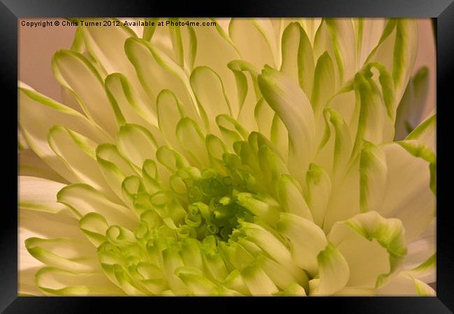 Chrysanthemum Framed Print by Chris Turner