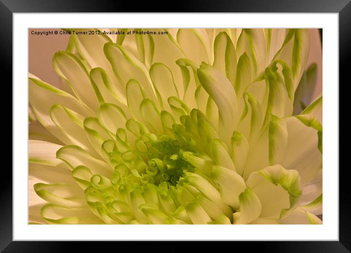 Chrysanthemum Framed Mounted Print by Chris Turner