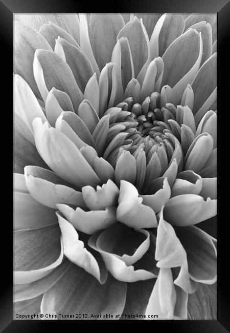 Chrysanthemum in mono Framed Print by Chris Turner