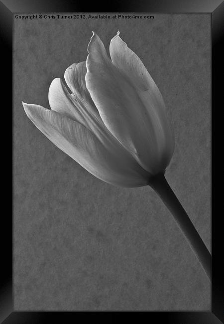 Tulip - mono Framed Print by Chris Turner