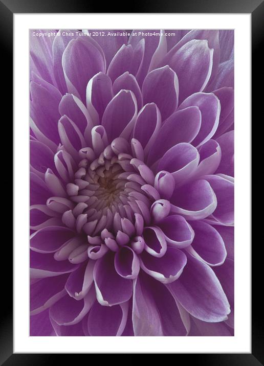 Chrysanthemum pink lilac Framed Mounted Print by Chris Turner