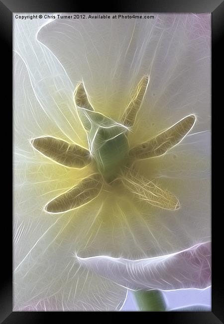 Tulip stigma & stamen - Fractalius Framed Print by Chris Turner