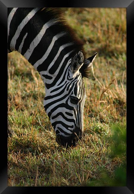 Zebra on the Mara Framed Print by Chris Turner
