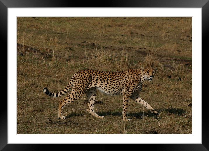 Cheetah Framed Mounted Print by Chris Turner