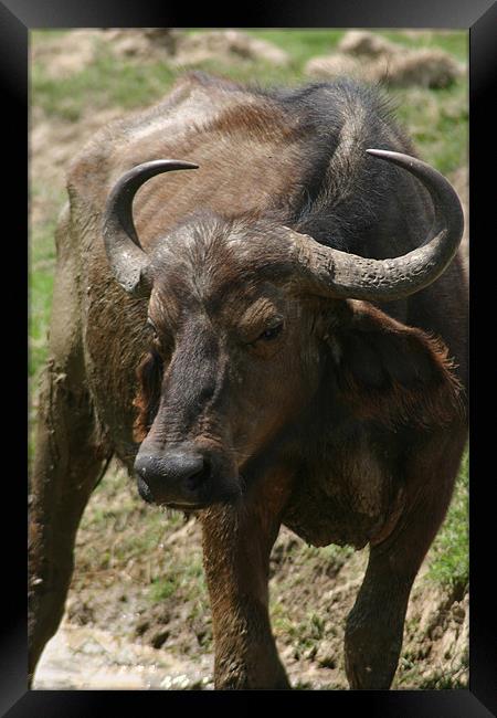 Buffalo at the waterhole Framed Print by Chris Turner