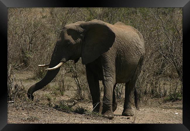 Elephant on the Masai Mara Framed Print by Chris Turner