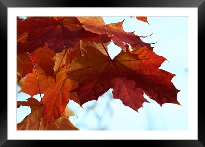 Autumn Maple Leaves Framed Mounted Print by Chris Turner
