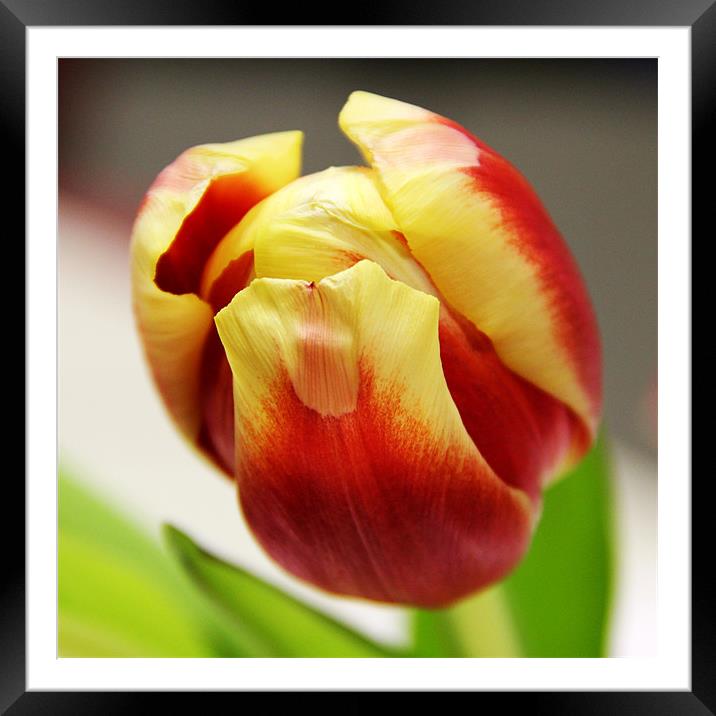 Tulip Framed Mounted Print by Chris Turner